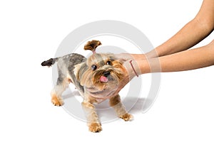 Little Yorkie pup playing with groomer's hand