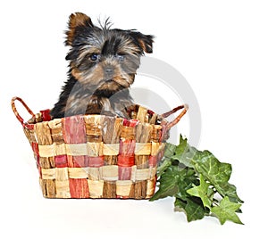 Little Yorkie Puppy