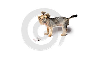 Little Yorkie puppy playing with white rabbit