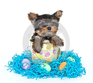 Easter Yorkie Puppy photo