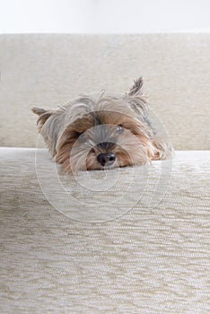 Little Yorkie on sofa