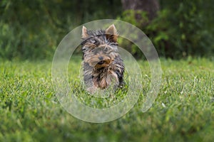 A little Yorkshire terrier playing on the lawn