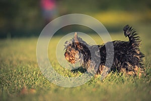 A little Yorkshire terrier playing on the lawn