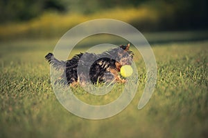 A little Yorkshire terrier playing with tennis ball on the lawn