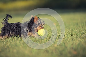 A little Yorkshire terrier playing with tennis ball on the lawn