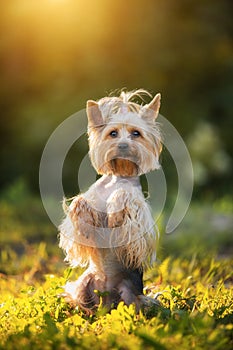 Little Yorkshire Terrier posing an grass in the summerday