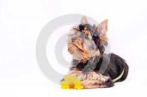 Little Yorkshire terrier puppy