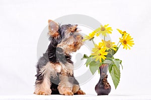 Little Yorkshire terrier puppy