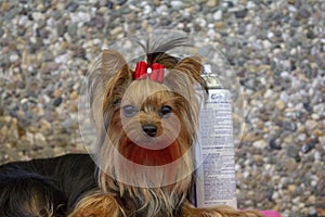 Little Yorkshire terrier with red bow, on a dogshow, being groomed with hairspray.