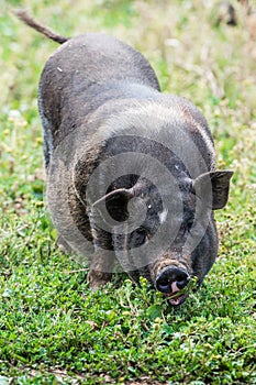 Little young black pig closeup