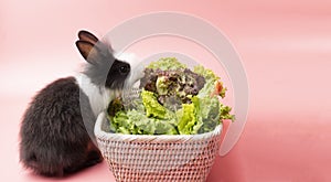 little young black and white rabbits eating green fresh lettuce leaves in basket while sitting on isolated pink