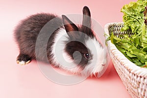 little young black and white rabbits eating green fresh lettuce leaves in basket while sitting on isolated pink