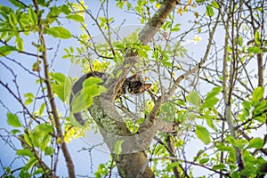 Little young cat climbing on the tall tree looking down straight into the camera with big beautiful eyes