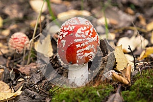 Little young Fly agaric mushroom in fall nature with green moss and dry yellow leaves. Amanita muscaria in autumn forest, macro