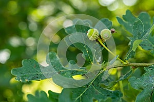 Little young green acorns of English oak tree