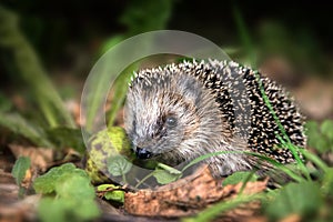 Little young hedgehog (Erinaceus europaeus) in autumn forest loo