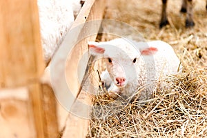 Little young lamb sitting at agriculture farm