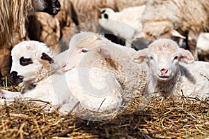 Little young lambs smiling at camera and sleeping