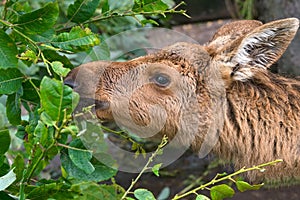 Little young moose eats leaves
