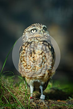 Little young owl bird of prey. Famous wild raptor animals. Small gray yellow owl in Berlin zoo. Funny animals. Wild small little b