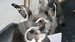 Little young penguins are walking along a corridor in the zoo. Many penguins walk funny