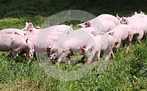 Little young piglets on green meadow