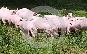 Little young piglets on green meadow