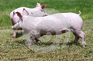 Little young piglets on green meadow