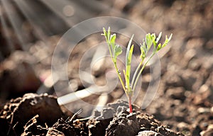 Little young plant sprout