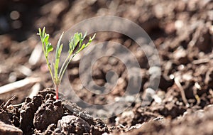 Little young plant sprout