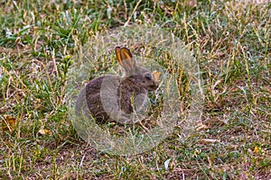 Little young rabbit in grass on the lawn
