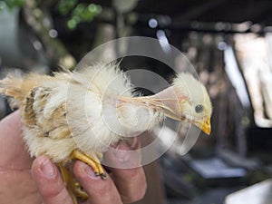 Little young yellow naked neck chicken in male hand