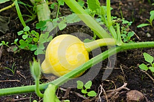 Little young yellow pumpkin Cucurbita pepo on a bush in the garden.