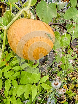 Little young yellow pumpkin Cucurbita pepo on a bush in the garden. Agricultural concept, cultivated plants