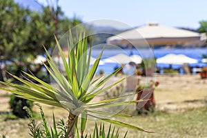 Little Yuka palm on blurred sea beach background