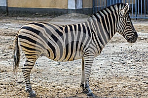 Little zebra stands in the zoo