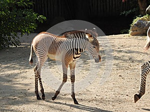 The little zebra tries to follow her mother