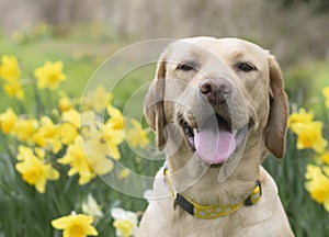 Littlebyellow labrador puppy amongst daffodils
