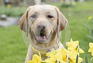 Littlebyellow labrador puppy amongst daffodils