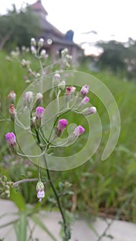 Littlegrass red white clouseup