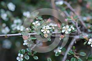 Littleleaf cotoneaster Cochleatus
