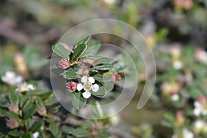 Littleleaf cotoneaster Cochleatus