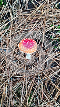 Littlemushroom