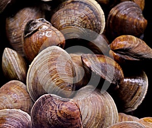 Littleneck Clams