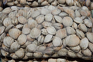 Littleneck Clams (Ameghinomya antiqua)