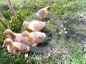 A littles ducks in nature