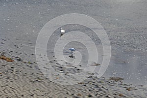 Littles Egrets & x28;Egretta garzetta& x29; looking for food