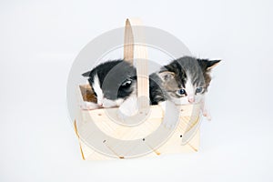Littles kitten in a wood basket on white background in studio.