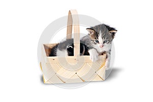 Littles kitten in a wood basket on white background in studio.