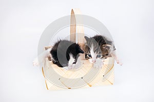 Littles kitten in a wood basket on white background.